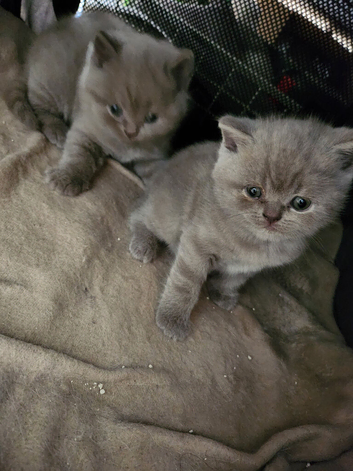 Brithish shorthair kittens