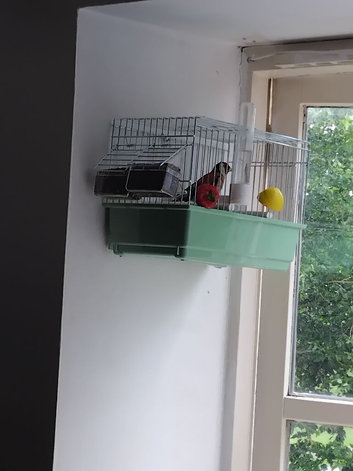 Goldfinch