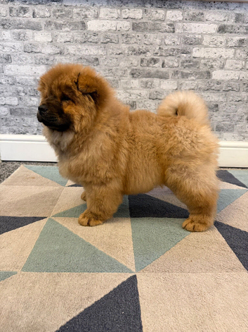 KC registered adorable chow chow puppies