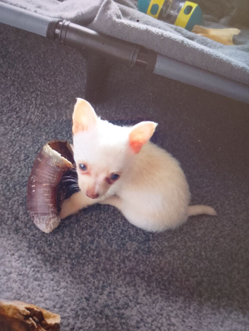 White/cream coloured baby boy pomchi puppy