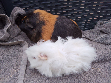 Tricolour retired sow