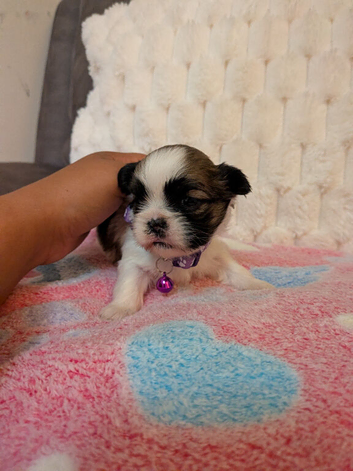 Beautiful Lhasa apso babies