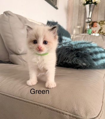 2 left Seal bicolour & seal point ragdolls