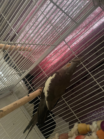 Semi tamed Baby cockatiel