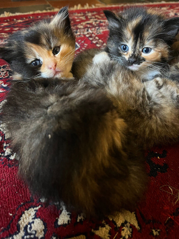 Beautiful kittens for sale