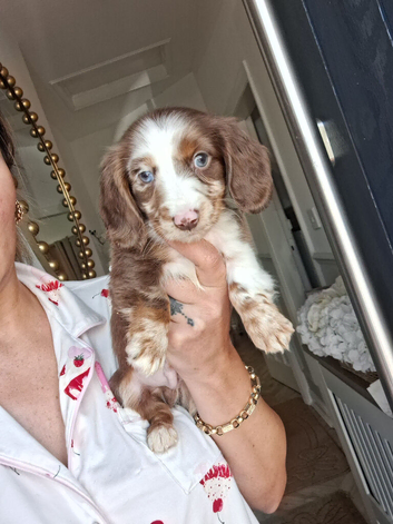 Long haired miniature Dachsund puppies