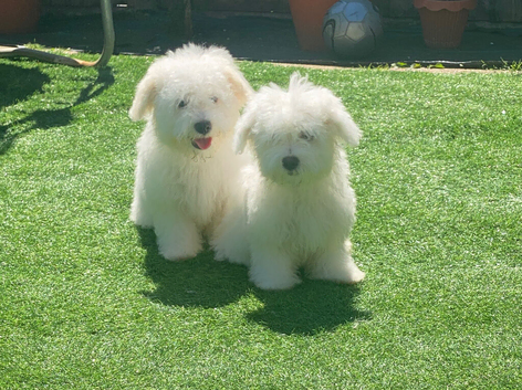 Purebred Maltese Puppies Female