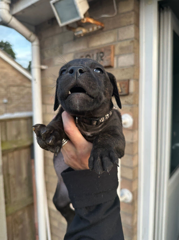 Staffordshire bull terrier