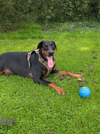 doberman