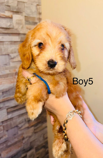 Adorable cavapoo puppies