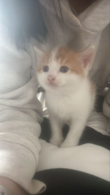 Kittens