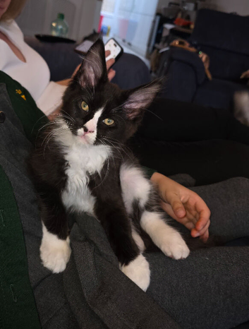 Maine Coon boy kitten