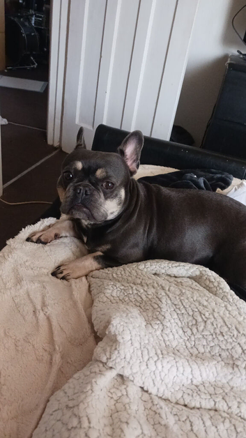 Female French bulldog