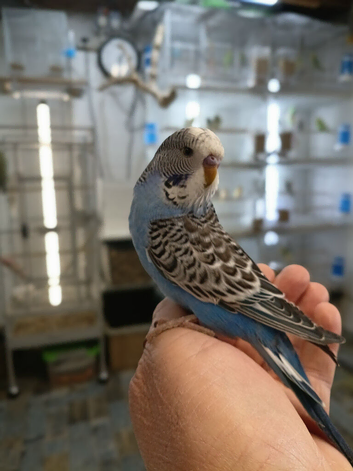 Budgies from 12 weeks old now available for rehoming