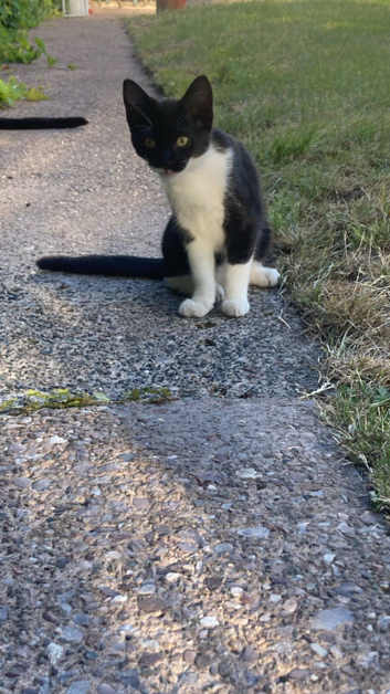 Kitten for rehome