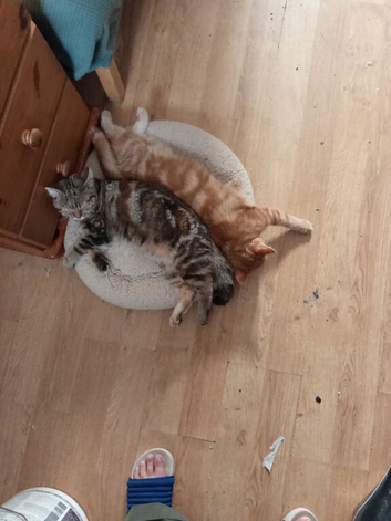 Two young girls looking for forever home