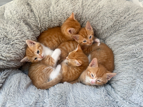 4 ginger kittens ready for rehoming