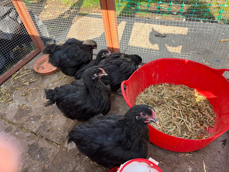 Black Orpington Cockerel