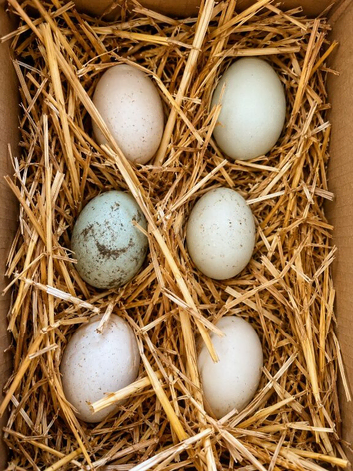 Indian Runner cross fertile eggs