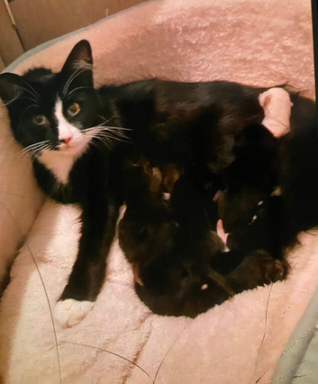 Cute kittens needing homes