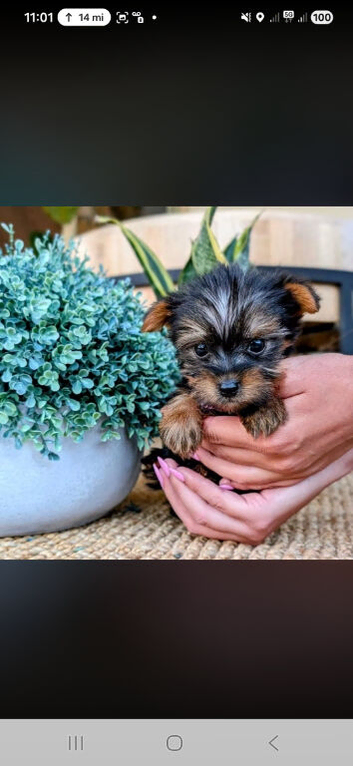 Miniture yorkshire terrier