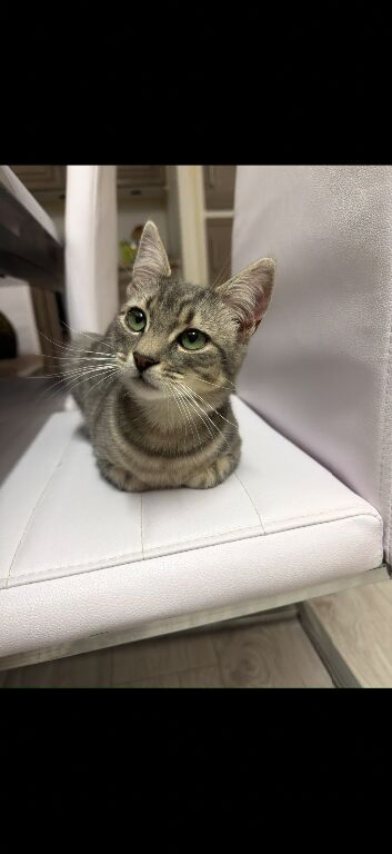 female kitten