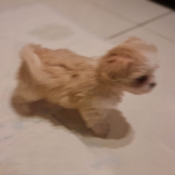 Havanese x Maltese