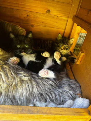 Beautiful tuxedo kittens!