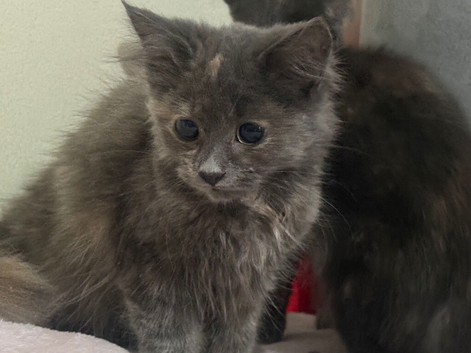 Blue tortie sepia ragdoll kittens females teady now