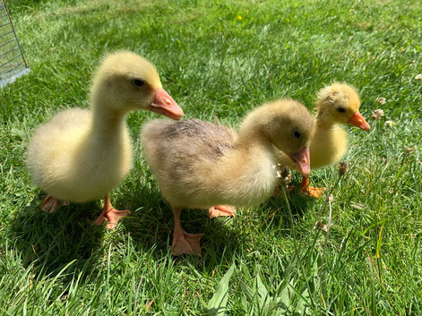 Embden Goslings