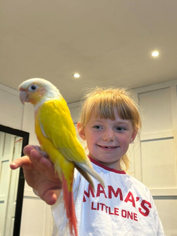 Sun Cheek Conure 31.01.2025