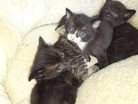 Russian blue tabby babies