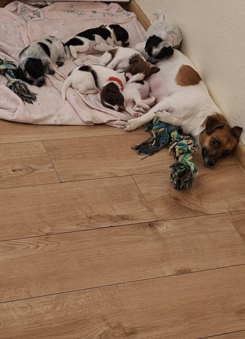 Jackapoos