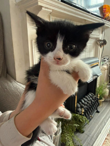 Beautiful kittens tabbys
