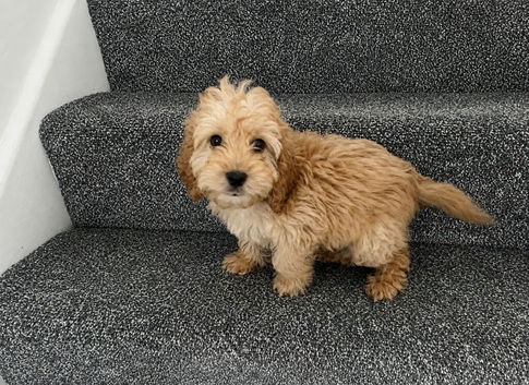 Cockpoo puppies