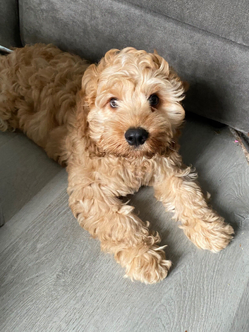 Need to rehome him