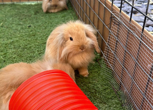 Mini Lion Lop