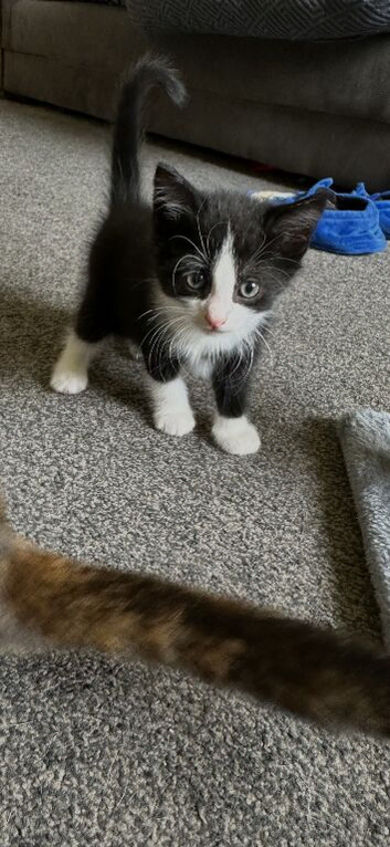 I have 2 kittens ready to leave now wanting there forever loving home