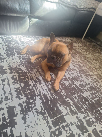 French bulldog