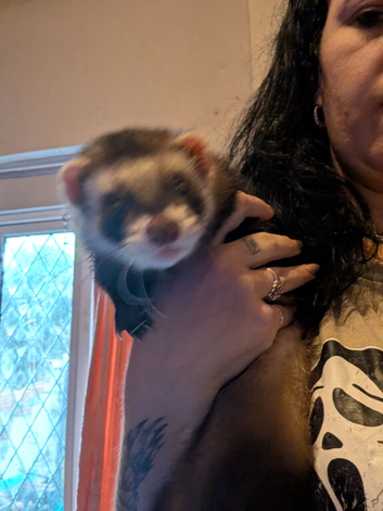 6 month old male ferret