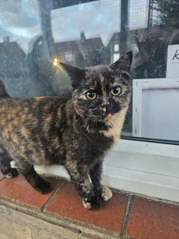 Female tortoiseshell british shorthair