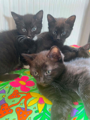 5 kittens for sale
