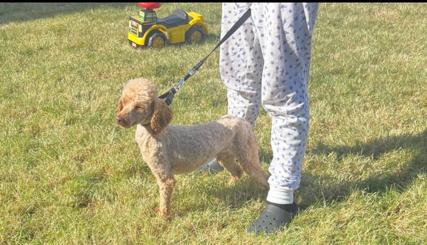 Pablo 2 yr old poodle dog