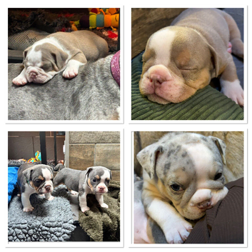 Gorgeous Olde English Bulldogges