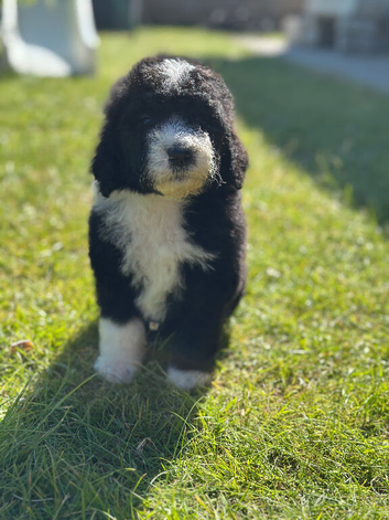 Sheepadoodle puppy&rsquo;s