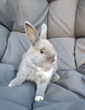 Netherland Dwarf Rabbit