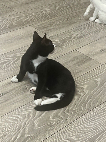 Kitten for sale