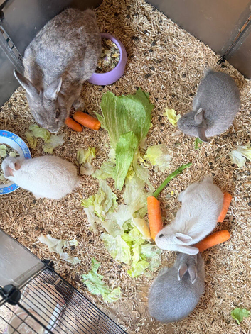 Rabbits& guine pigs