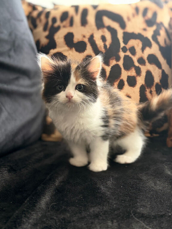 Maine coon x ragdoll x fluffy longhaired kittens