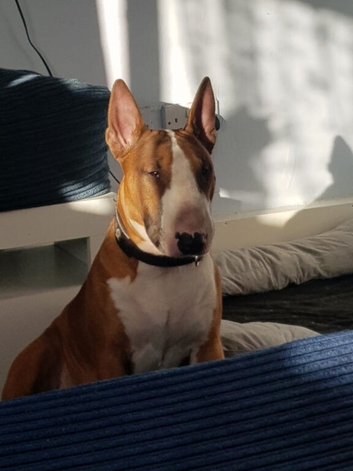 English bull terrier stud